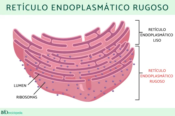 Reticulo Endoplasmatico Rugoso Em Uma Celula Retículo Endoplasmático