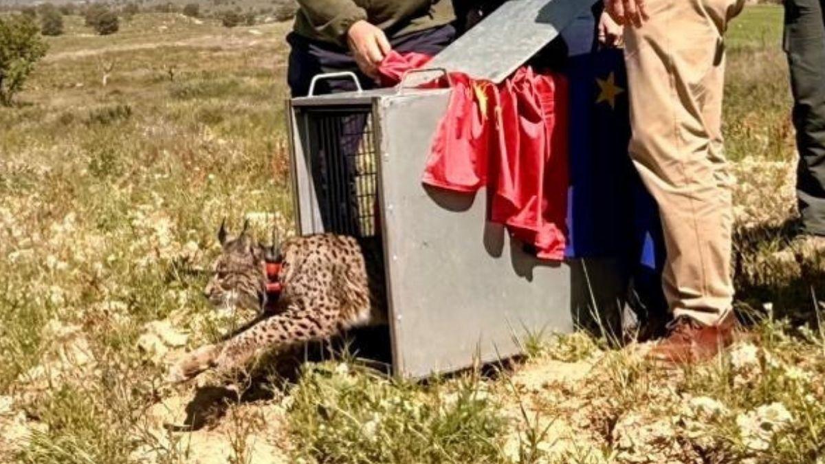 De Extremadura a Murcia, la historia de Wonders: el lince que burló a la muerte y volvió a la naturaleza