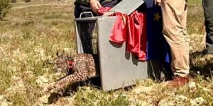 De Extremadura a Murcia, la historia de Wonders: el lince que burló a la muerte y volvió a la naturaleza