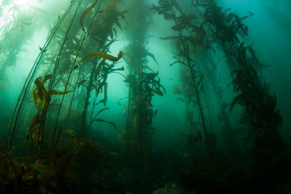 Productores: qué son, características y ejemplos - Ejemplos de productores