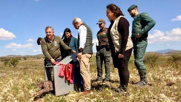 De Extremadura a Murcia, la historia de Wonders: el lince que burló a la muerte y volvió a la naturaleza - La suelta de Wonders en Murcia: un paso estratégico para el lince ibérico en España