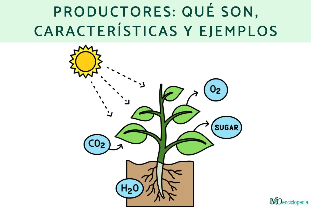 Productores: qué son, características y ejemplos