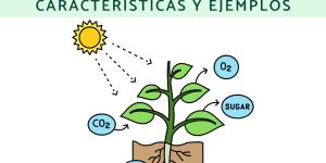 Productores: qué son, características y ejemplos
