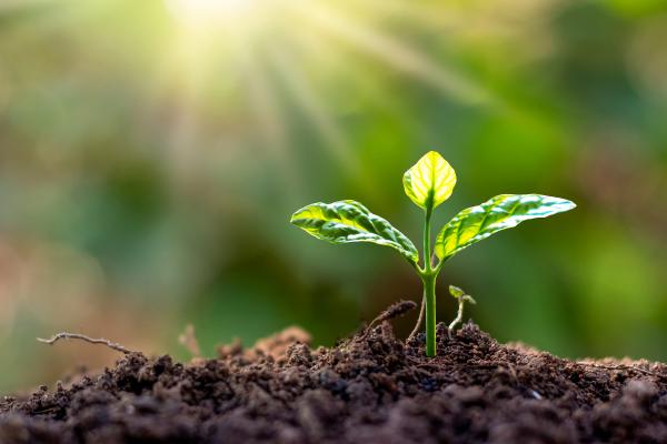 Productores: qué son, características y ejemplos - Qué son los organismos productores y sus características