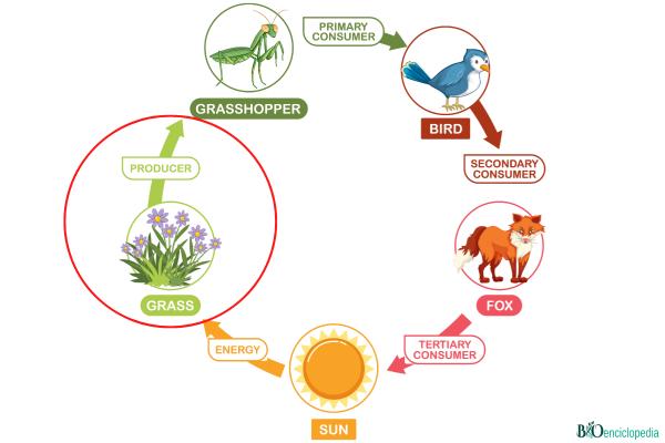 Productores: qué son, características y ejemplos - Qué sucedería si no hubiera organismos productores