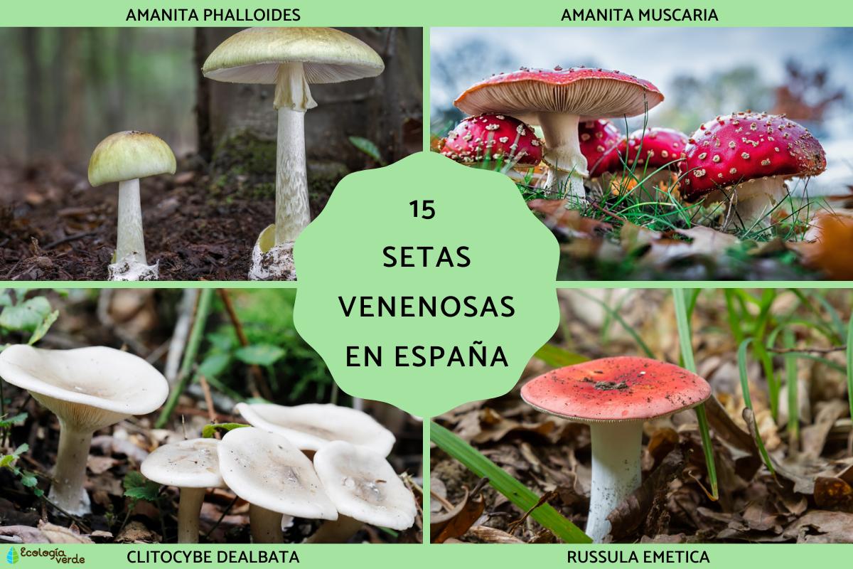 Setas venenosas en España