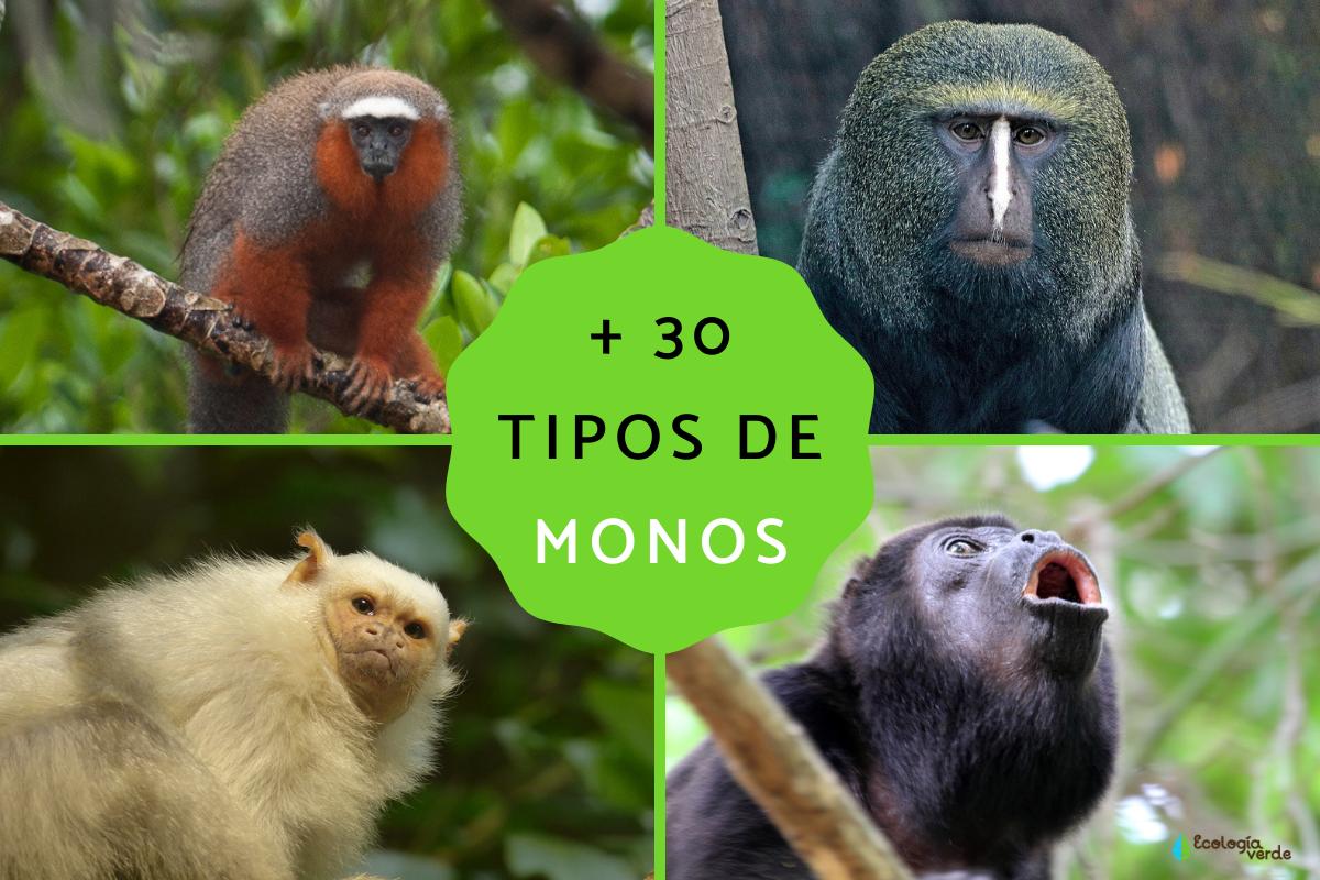 Tipos de monos