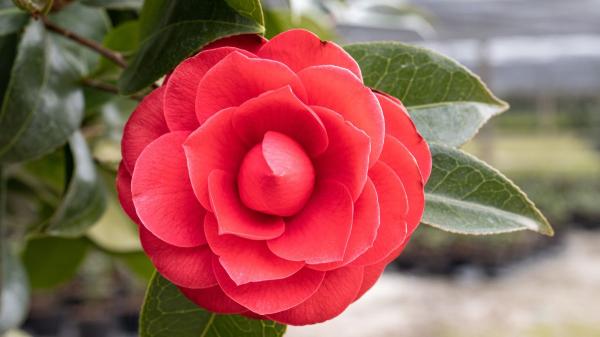 Ni geranios ni buganvillas: la planta japonesa ideal para una terraza elegante y sin sol directo - Camelia japonesa: la mejor opción para terrazas sin sol directo