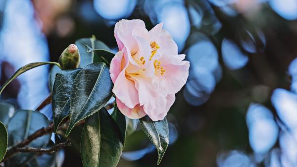 Ni geranios ni buganvillas: la planta japonesa ideal para una terraza elegante y sin sol directo - Cómo es la camelia japonesa: hojas, flores y forma de crecimiento