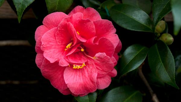 Ni geranios ni buganvillas: la planta japonesa ideal para una terraza elegante y sin sol directo - Cuidados de la camelia japonesa: luz, riego y temperatura