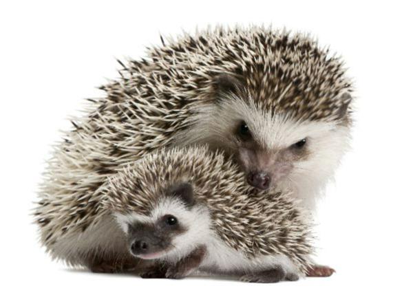 Erizo - Distribución y hábitat del erizo