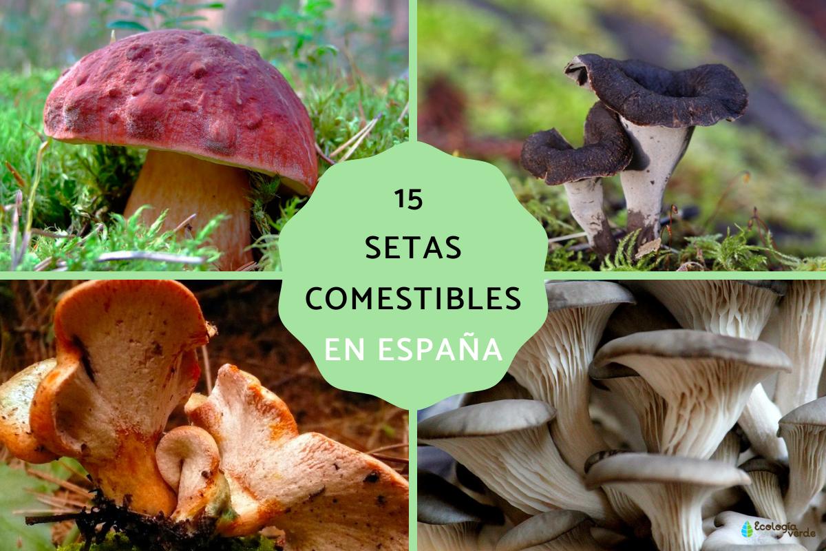 Las setas comestibles de España
