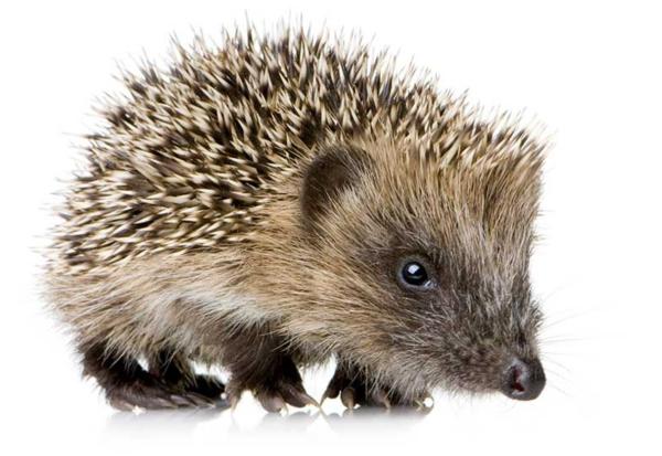 Erizo - Reproducción del erizo