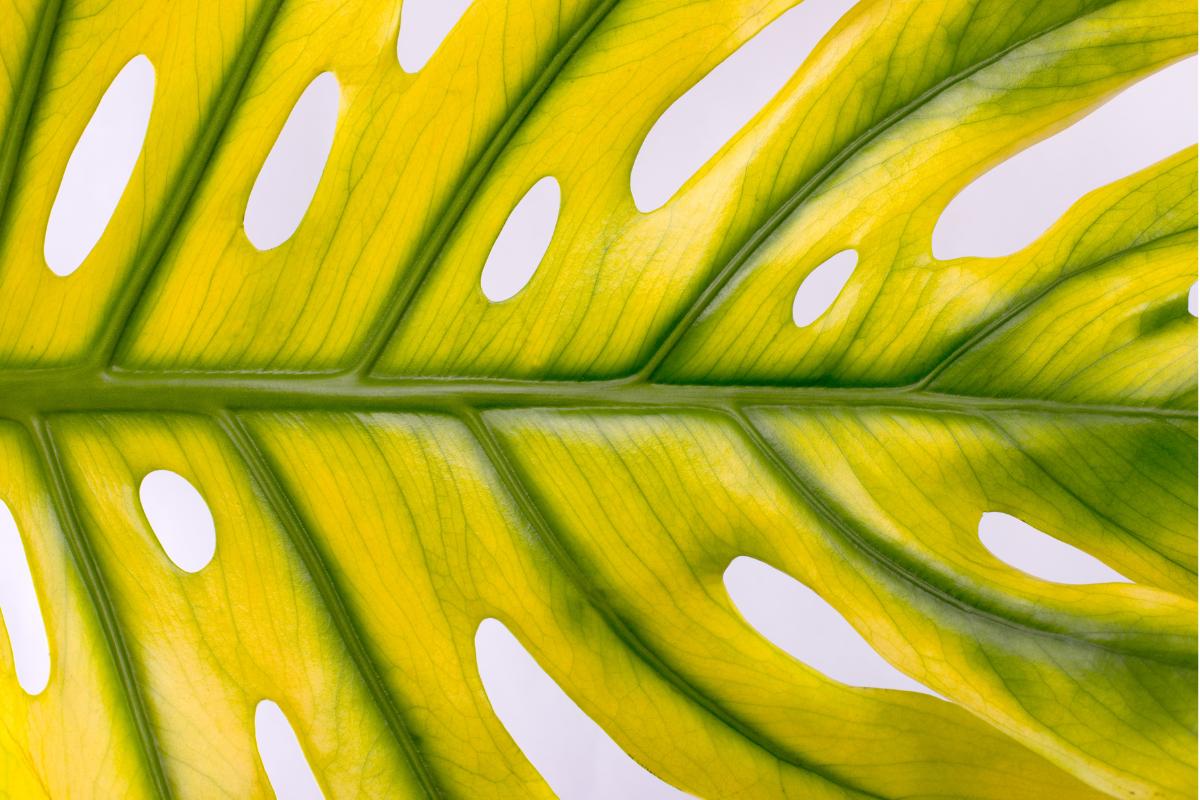 Monstera con las hojas amarillas: causas y qué hacer