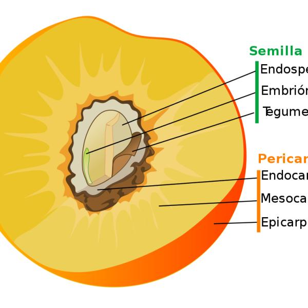 3. Se representa en amarillo las diferentes porciones del sistema de