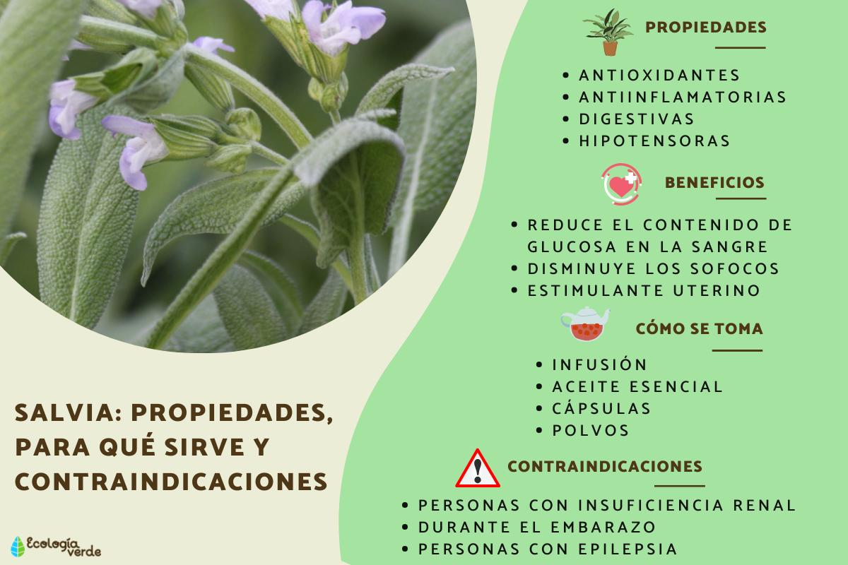Salvia: propiedades, para qué sirve y contraindicaciones