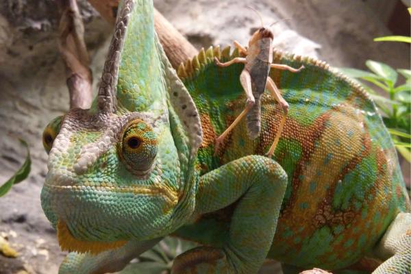 Camaleón calyptratus - Alimentación del camaleón calyptratus