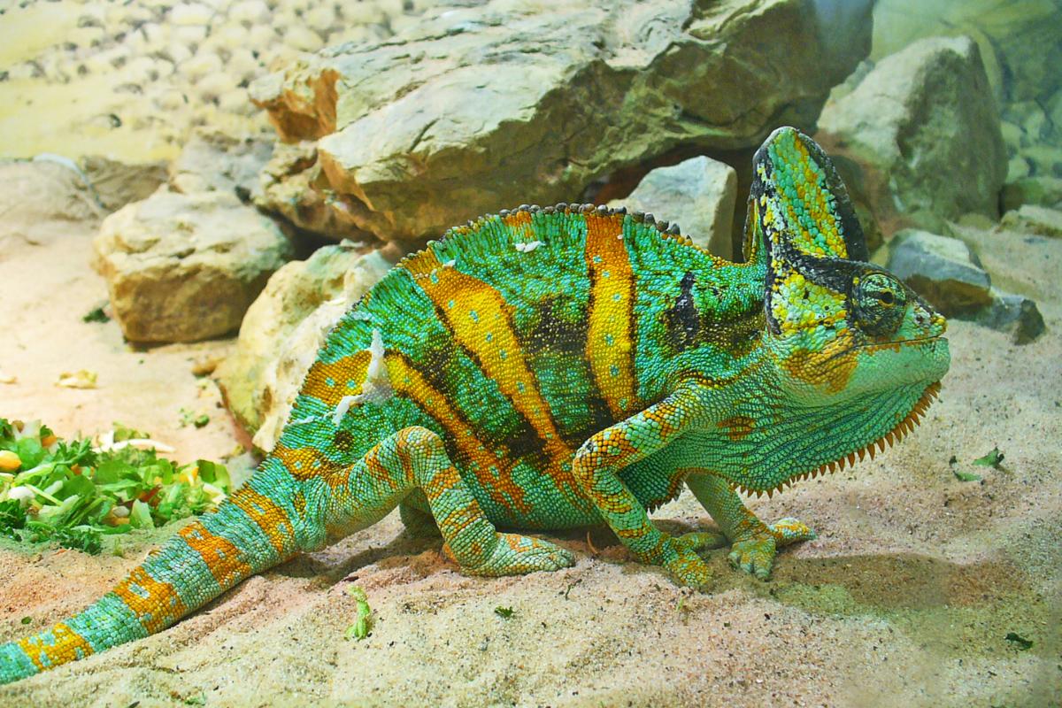 Camaleón calyptratus