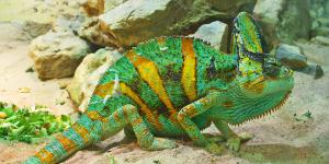 Camaleón calyptratus
