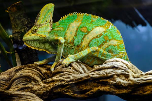 Camaleón calyptratus - Características del camaleón calyptratus