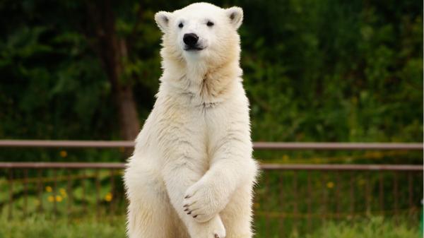 “Grolar” o “pizzly”: la ‘nueva especie’ de oso que ha aparecido por el cambio climático - El “grolar” no es una nueva especie: así es el extraño híbrido entre un oso polar y un grizzly