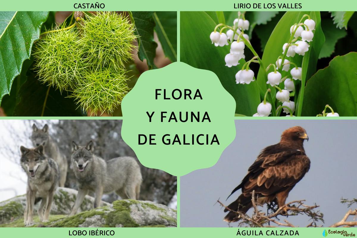 Flora y fauna de Galicia