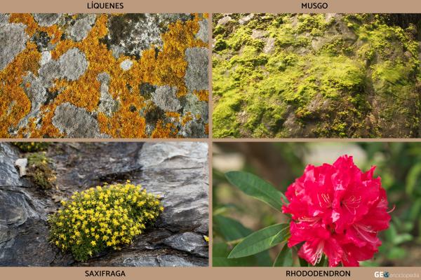 Monte Everest - Flora y fauna del Monte Everest