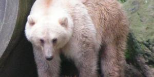 “Grolar” o “pizzly”: la ‘nueva especie’ de oso que ha aparecido por el cambio climático