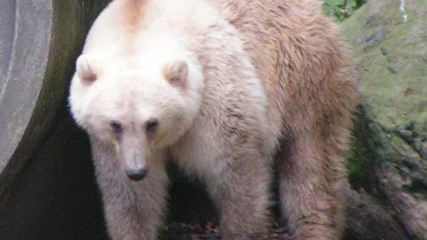 “Grolar” o “pizzly”: la ‘nueva especie’ de oso que ha aparecido por el cambio climático