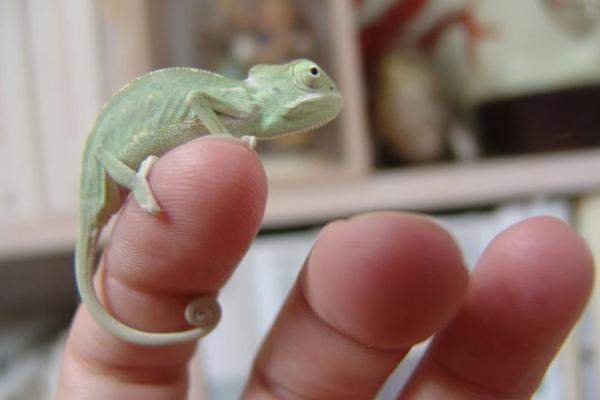 Camaleón calyptratus - Reproducción del camaleón calyptratus