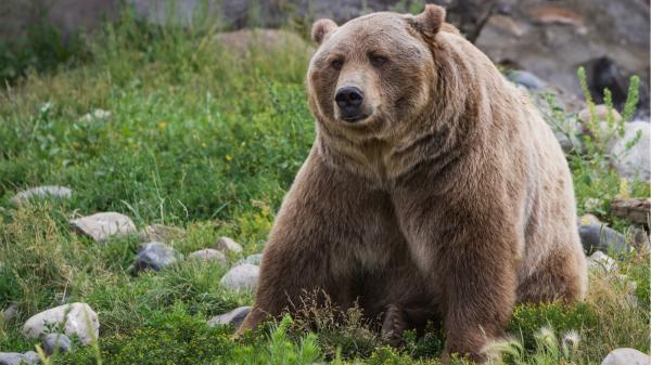 “Grolar” o “pizzly”: la ‘nueva especie’ de oso que ha aparecido por el cambio climático - Solo se han confirmado ocho híbridos en una misma familia: esto es lo que reveló el ADN