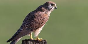 Cernícalo vulgar o Falco tinnunculus