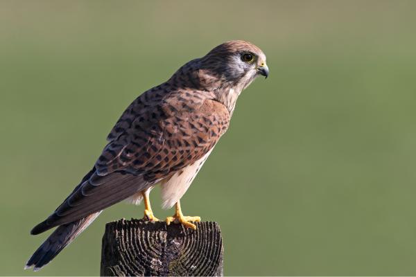 Cernícalo vulgar o Falco tinnunculus