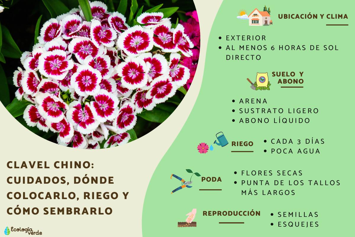 Clavel chino o clavelina china: cuidados, dónde colocarlo, riego y cómo sembrarlo