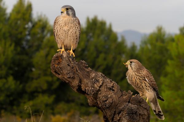 Cernícalo vulgar o Falco tinnunculus - ¿Cuáles son las características del cernícalo vulgar?