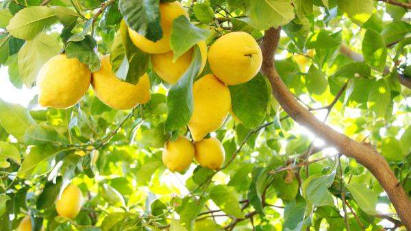 Los expertos en jardinería lo tienen claro con el limonero: “La luz y el riego son claves para que dé buenos limones” - El limonero necesita muchas horas de luz para crecer y producir frutos