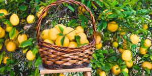 Los expertos en jardinería lo tienen claro con el limonero: “La luz y el riego son claves para que dé buenos limones”