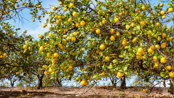Los expertos en jardinería lo tienen claro con el limonero: “La luz y el riego son claves para que dé buenos limones” - Ni demasiada agua ni demasiado poca: el riego también afecta a los limones