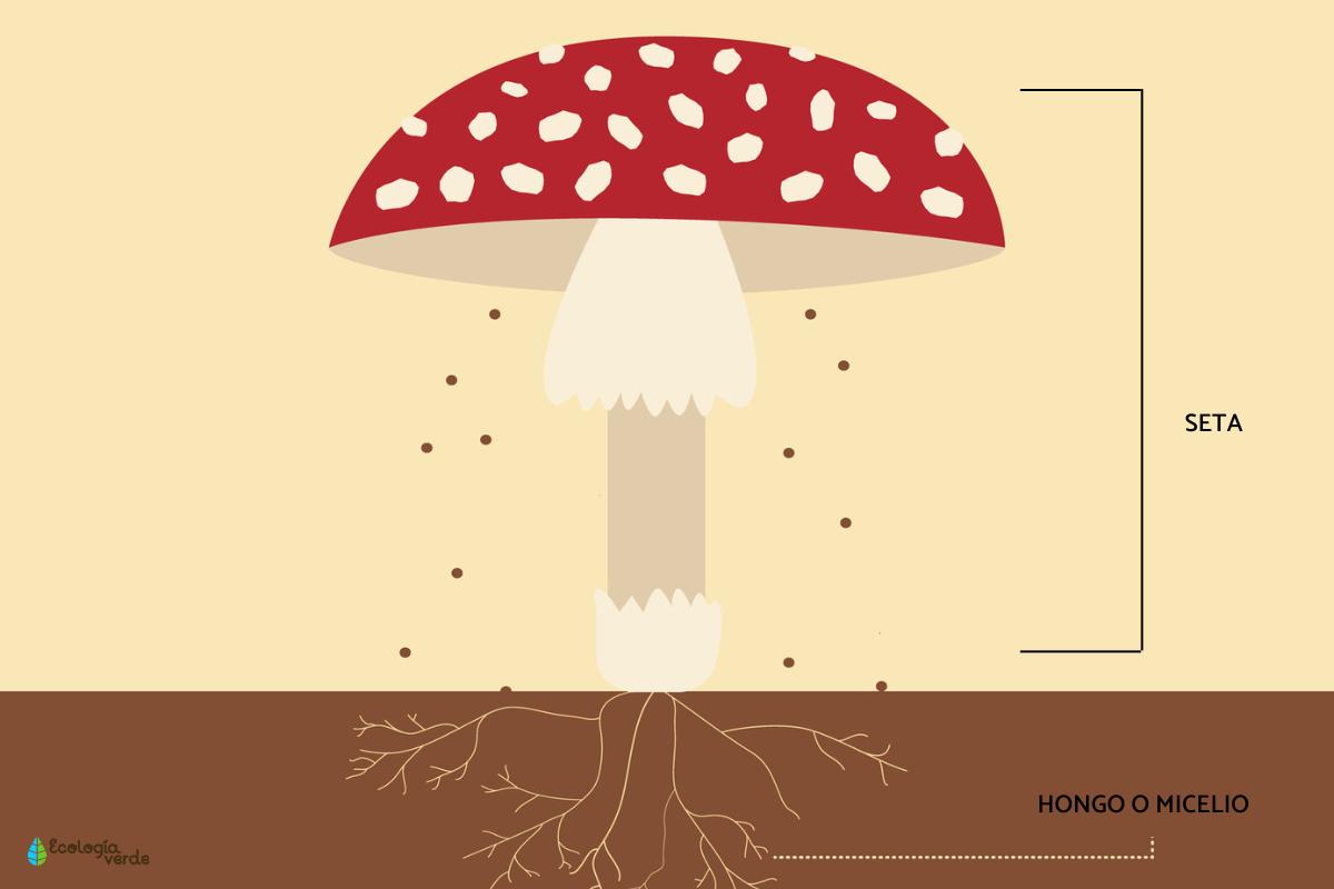 Diferencia entre hongo y seta