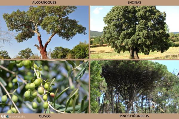 Río Tiétar - Flora y fauna del río Tiétar