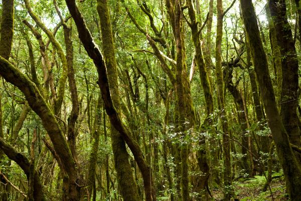 Laurisilva: qué es, características, flora, fauna y ejemplos - Ejemplos de bosques de laurisilva