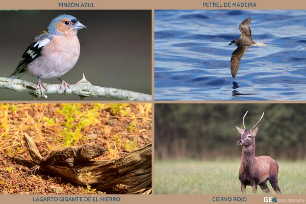 Laurisilva: qué es, características, flora, fauna y ejemplos - Fauna de los bosques de laurisilva