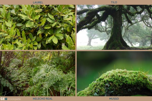 Laurisilva: qué es, características, flora, fauna y ejemplos - Flora de la laurisilva