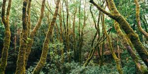 Laurisilva: qué es, características, flora, fauna y ejemplos