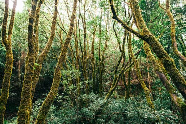 Laurisilva: qué es, características, flora, fauna y ejemplos