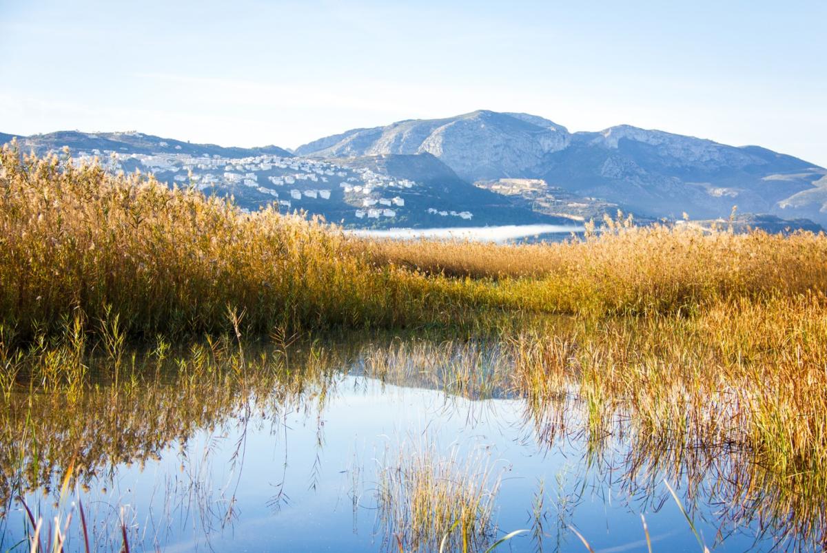 Marjales: qué son y cómo se forman