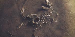 Paleontología: qué es y qué estudia