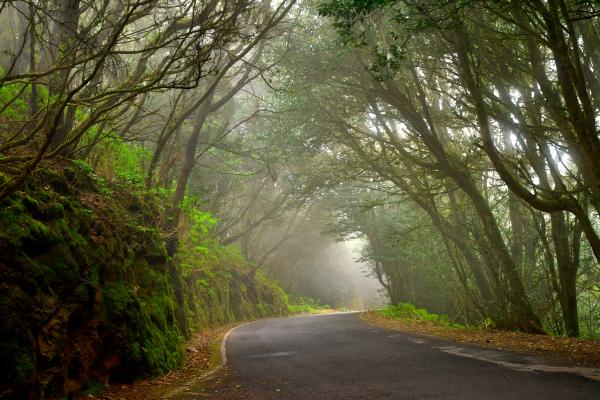 Laurisilva: qué es, características, flora, fauna y ejemplos - Qué es la laurisilva