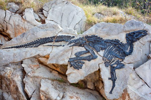 Paleontología: qué es y qué estudia - Qué es la paleontología