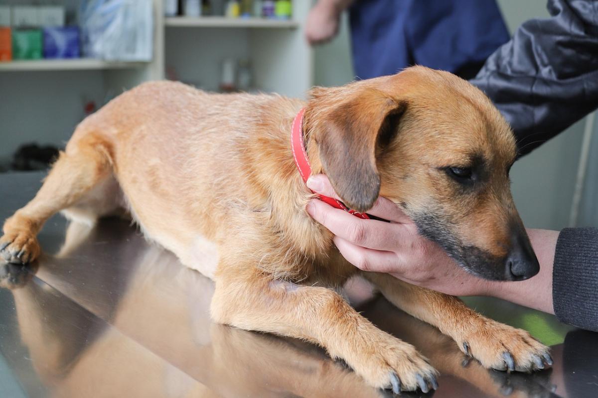 Perito veterinario: qué es y en qué consiste